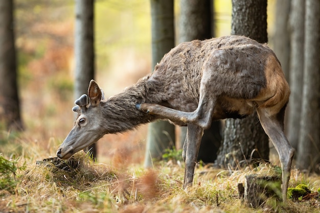 Jeleń drapie się kopytem w szyję w lesie w wiosennej naturze