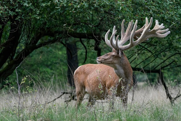 jeleń ed (Cervus elaphus) z porożem rosnącym w aksamicie