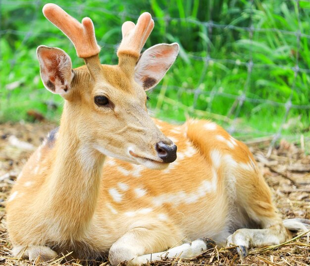 Jeleń na naturalnych łąkach latem