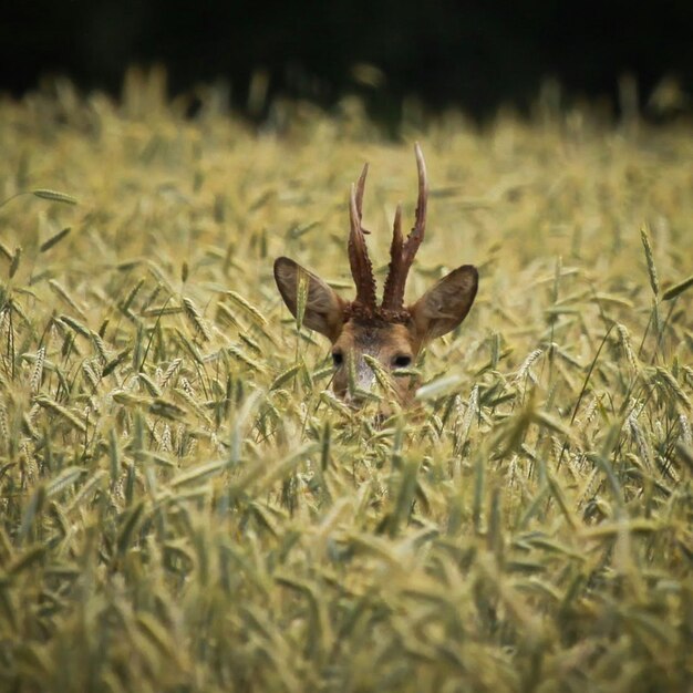 Zdjęcie jeleń na polu pszenicznym