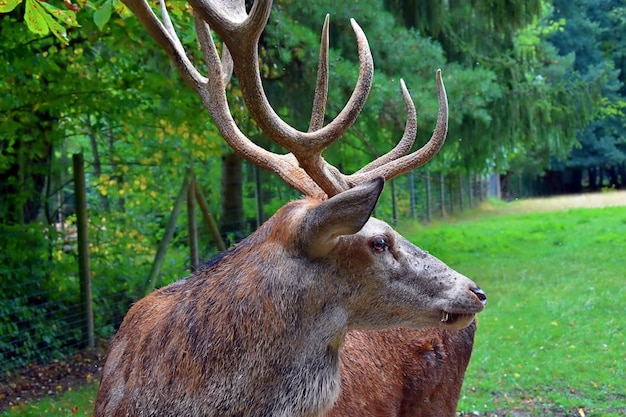 Zdjęcie jeleń na polu