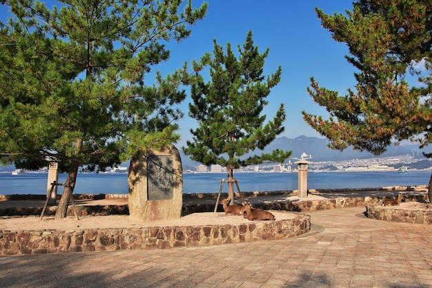 Jeleń Na Wyspie Miyajima Japonia