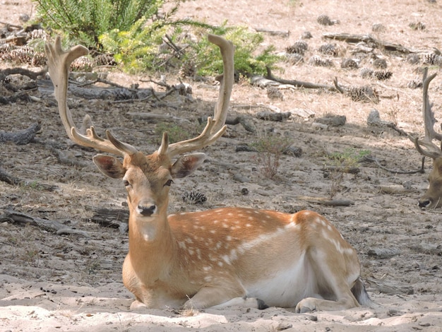 Zdjęcie jeleń odpoczywający na lądzie