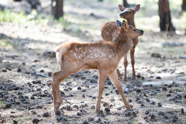 Jeleń płowy bambi capreolus whitetailed młoda sarna piękna przyroda buck