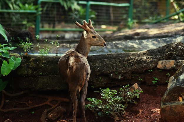 Jeleń po pniu drzewa w zoo