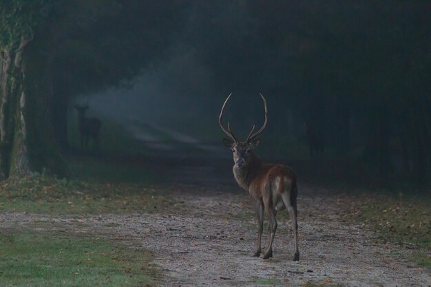 Zdjęcie jeleń stojący na polu