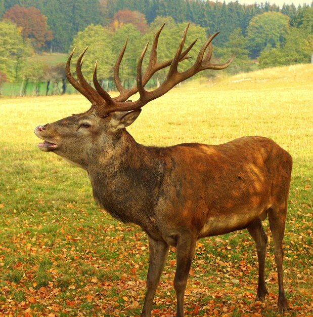 Zdjęcie jeleń stojący na polu