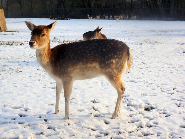 Zdjęcie jeleń stojący na śnieżnym polu