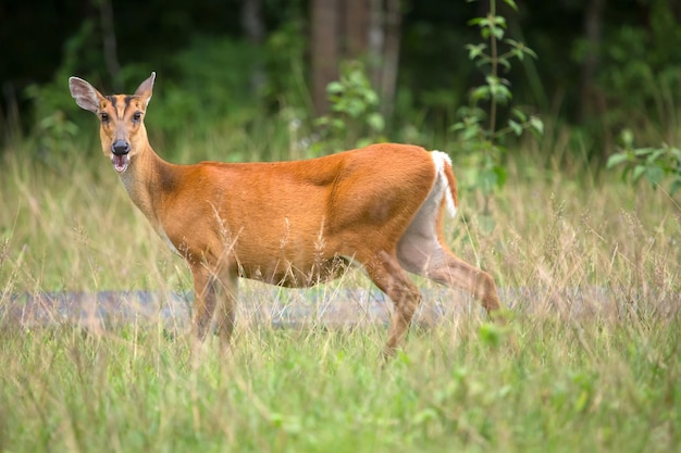 Jeleń stojący samotnie w lesie