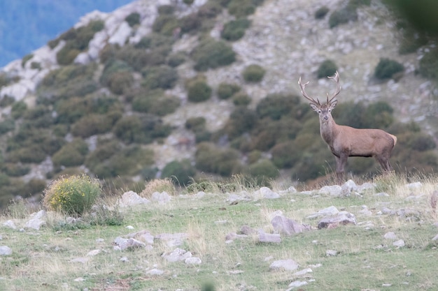 jeleń szlachetny cervus elaphus w okresie rykowiska dzikie zwierzęta w górach Pirenejów