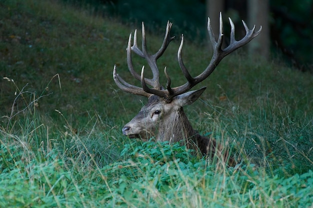 Jeleń szlachetny Cervus elaphus