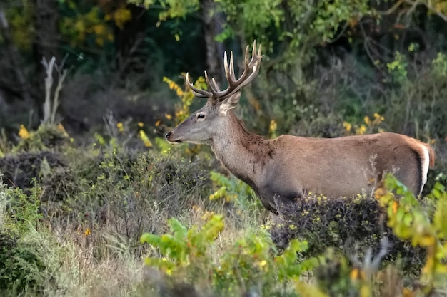 Jeleń szlachetny lub cervus elaphus w lesie