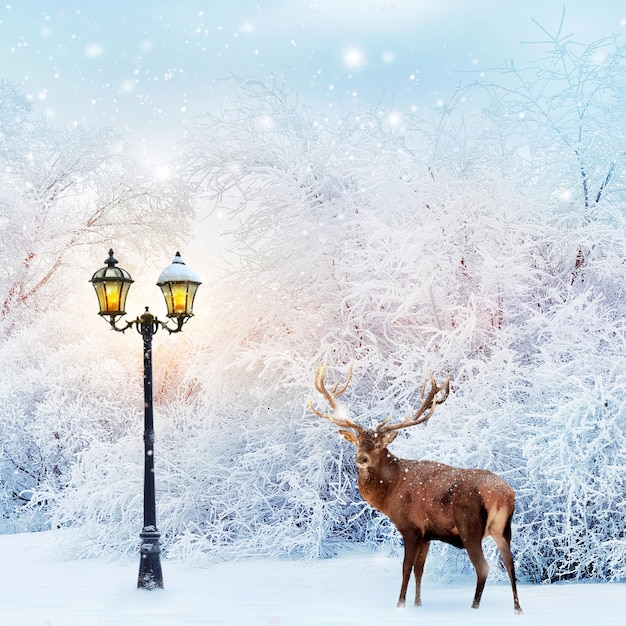 Jeleń w bajecznym lesie bożonarodzeniowym na tle ośnieżonych drzew i latarni Złożony obraz Karta noworoczna Obraz kwadratowy