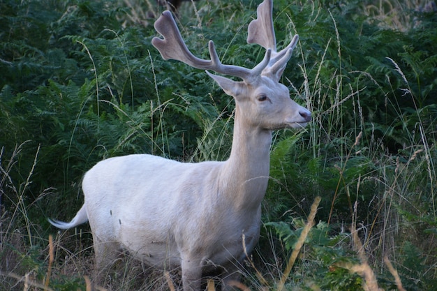 Jeleń W Bushy Park.