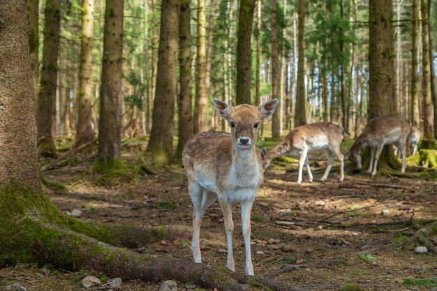 Jeleń w lesie latem Selektywne skupienie