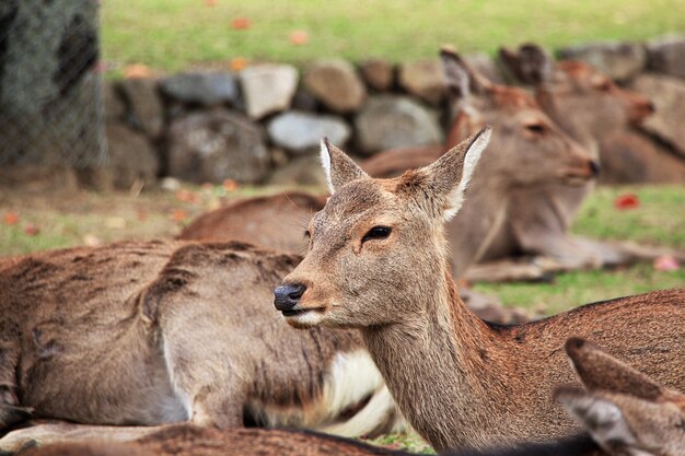 Jeleń w Nara Park, Japonia