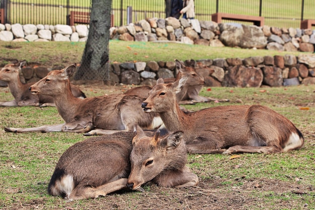 Jeleń W Nara Park W Japonii