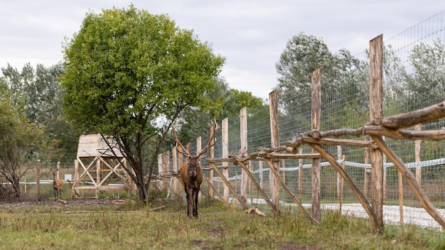 Jeleń w niewoli zbliża się wzdłuż ogrodzenia w rezerwacie łowieckim