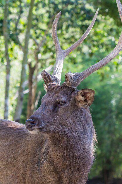 Jeleń w otwartym zoo