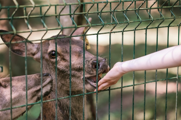 Zdjęcie jeleń w zoo