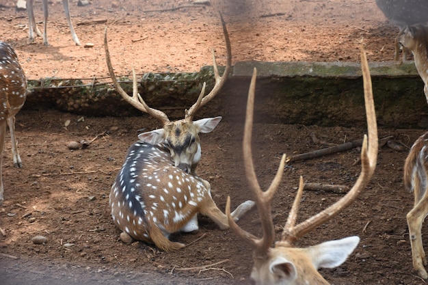 Zdjęcie jeleń w zoo