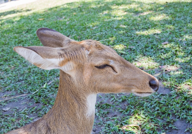 Jeleń W Zoo