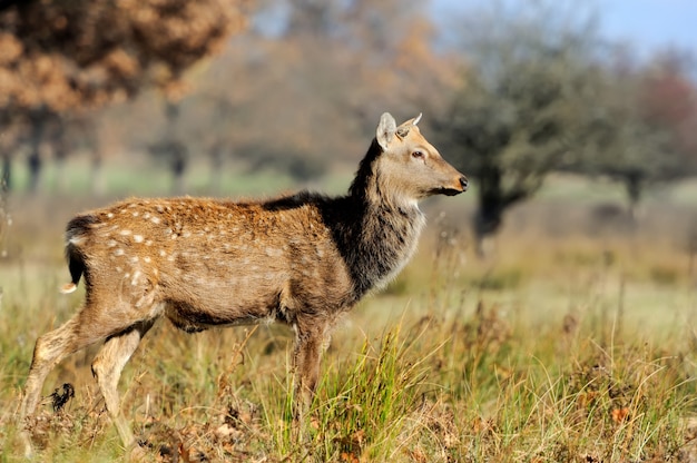 Jeleń Whitetail Stojący W Jesienny Dzień