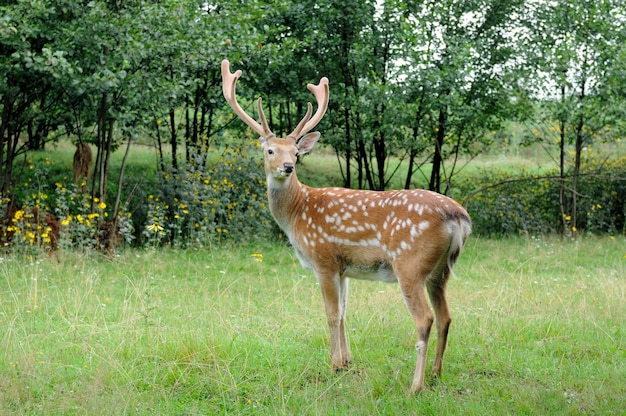 Jeleń Whitetail stojący w letnim drewnie