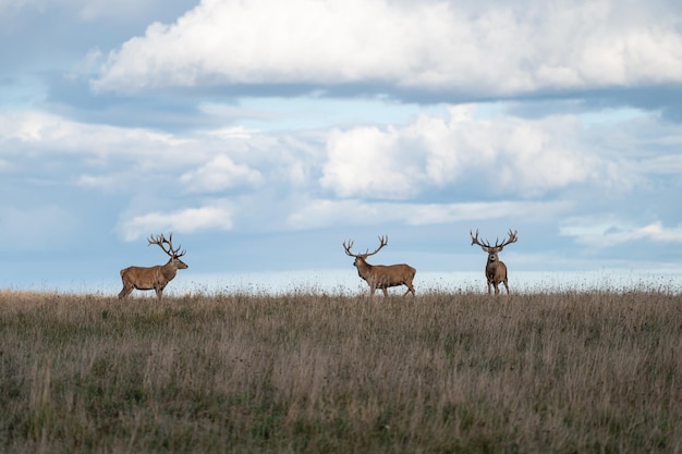 Jeleń z dużymi porożami w okresie rykowiska na użytkach zielonych jesienią Cervus elaphus