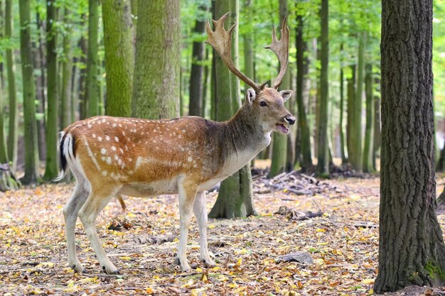 Jeleń z rogami stojącymi w lesie z drzewami na ziemi.