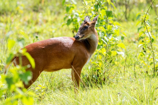 Jelenia Pozycja Jeść Zielonego Liść Przy Khaoyai W Popołudniu