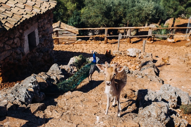 Jelenie i paw w otwartym rezerwacie przyrody, zoo, rezerwat na wyspie Zakynthos