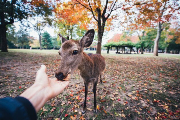 Jelenie I Zwierzęta W Parku Nara, Kioto, Japonia