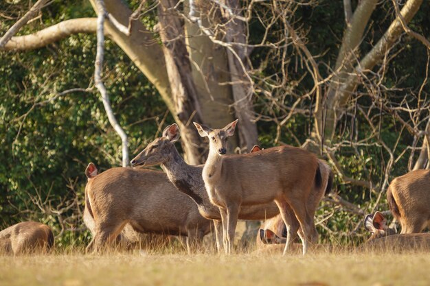 Jelenie Na Wolności, Park Narodowy Phu-keaw, Tajlandia Chaiyaphum