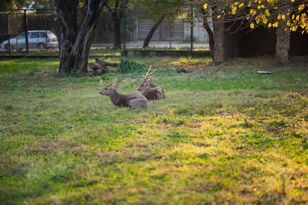 Jelenie Siedzą I Odpoczywają W Parku W Zoo.