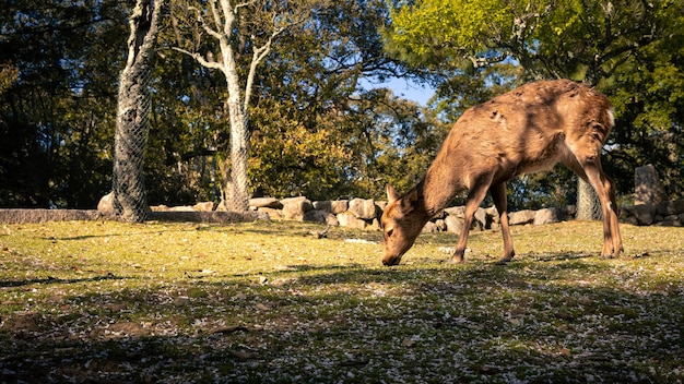 Jelenie sika żyją swobodnie w japońskim parku Nara. Młody dziki nippon Cervus w okresie wiosennym. Atrakcja turystyczna Japonii. Parki przyrodnicze świata.
