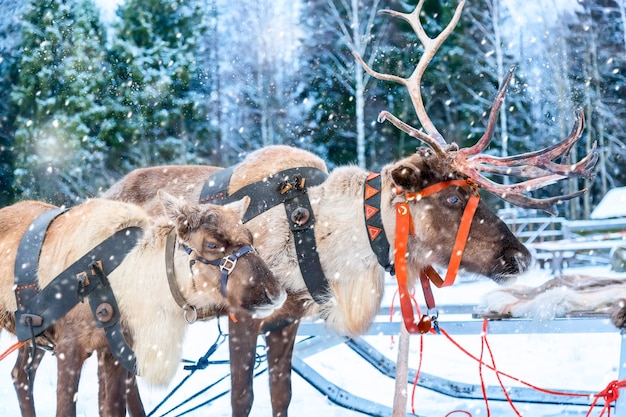 Jelenie Z Saniami W Pobliżu Zimowego Lasu W Rovaniemi, Laponia, Finlandia. Obraz Zima Boże Narodzenie.