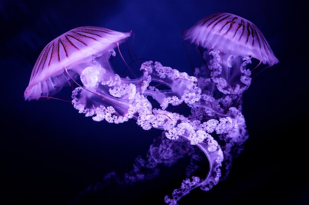 Jellyfish Południowoamerykańska pokrzywa morska Chrysaora plocamia na ciemnym tle