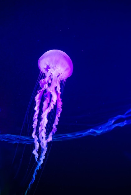 Jellyfish Vibrant Pink kolor na ciemnoniebieskim tle