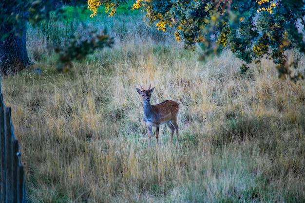 Jelonek pośrodku natury w słoneczny jesienny dzień Riofrio Forest Segovia Hiszpania