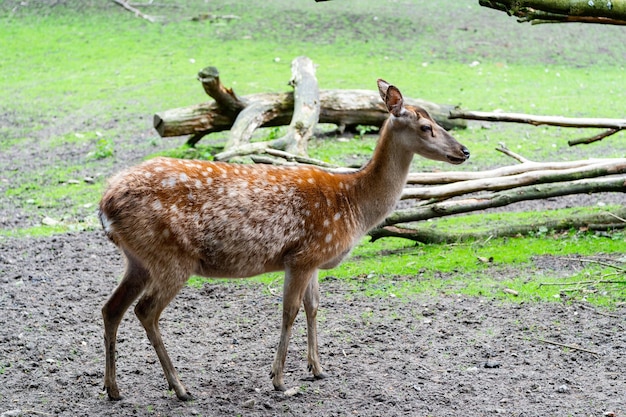 Jelonek w zoo w zoo na zewnątrz pełnej długości