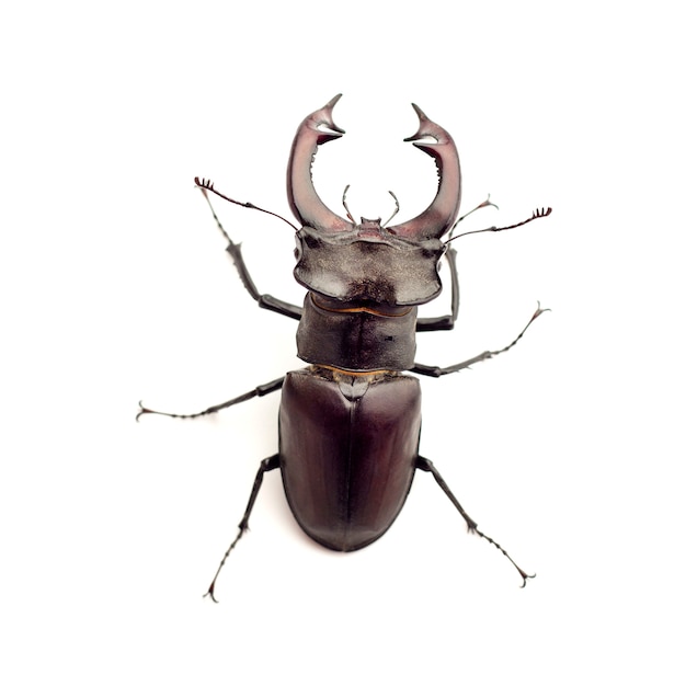 Jelonkowate (lucanus Cervus) Zbliżenie Odizolowywający Na Bielu