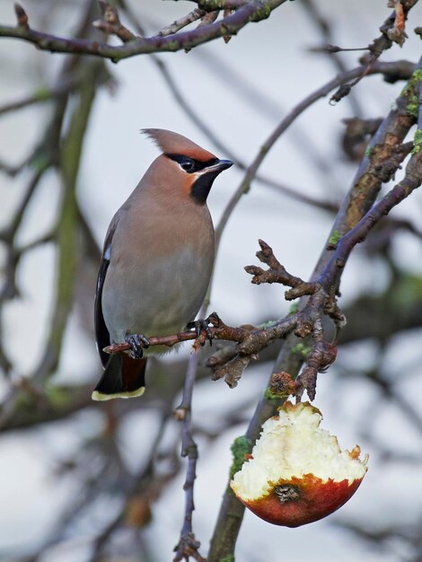 Zdjęcie jemiołuszka czeska bombycilla garrulus