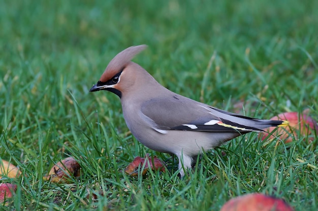 Zdjęcie jemiołuszka czeska bombycilla garrulus