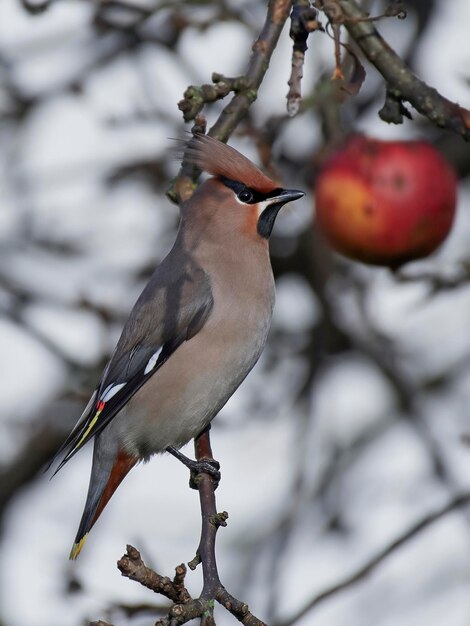 Zdjęcie jemiołuszka czeska bombycilla garrulus