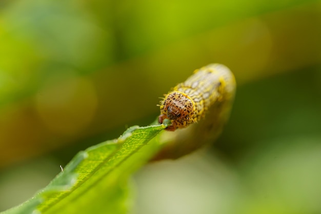 Jesień armyworm spodoptera frugiperda na zielonym liściu selektywny obraz ostrości ekstremalny widok z bliska