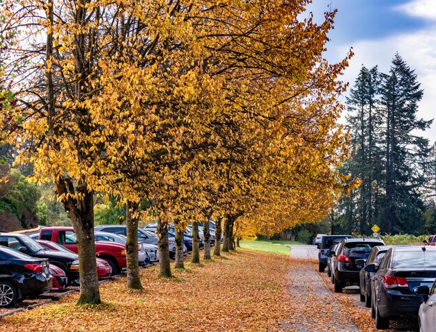 Zdjęcie jesień chodnik pod żółtymi drzewami obok drogi z zaparkowanymi samochodami