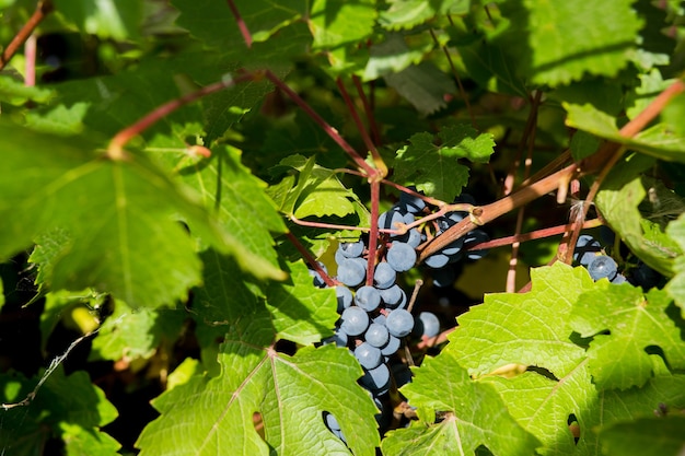 Zdjęcie jesień, czas żniw. dojrzałe winogrona wiszące na gałęziach