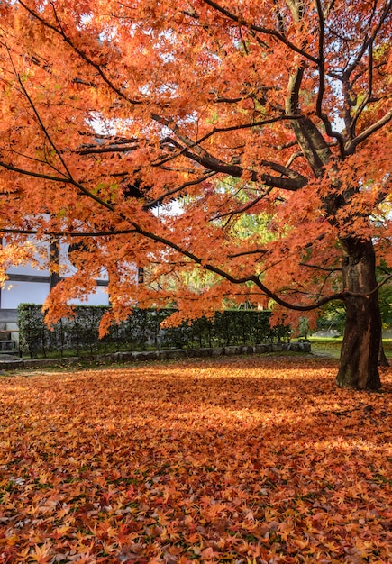 Jesień czerwony kolor opuszcza przy Tofukuji świątynią w Kyoto, Japonia