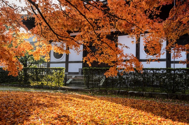 Jesień Czerwony Kolor Opuszcza Przy Tofukuji świątynią W Kyoto, Japonia